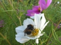 Mel's Allotment