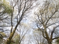 Trees, Hampstead Heath, London
