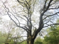 Trees, Hampstead Heath, London