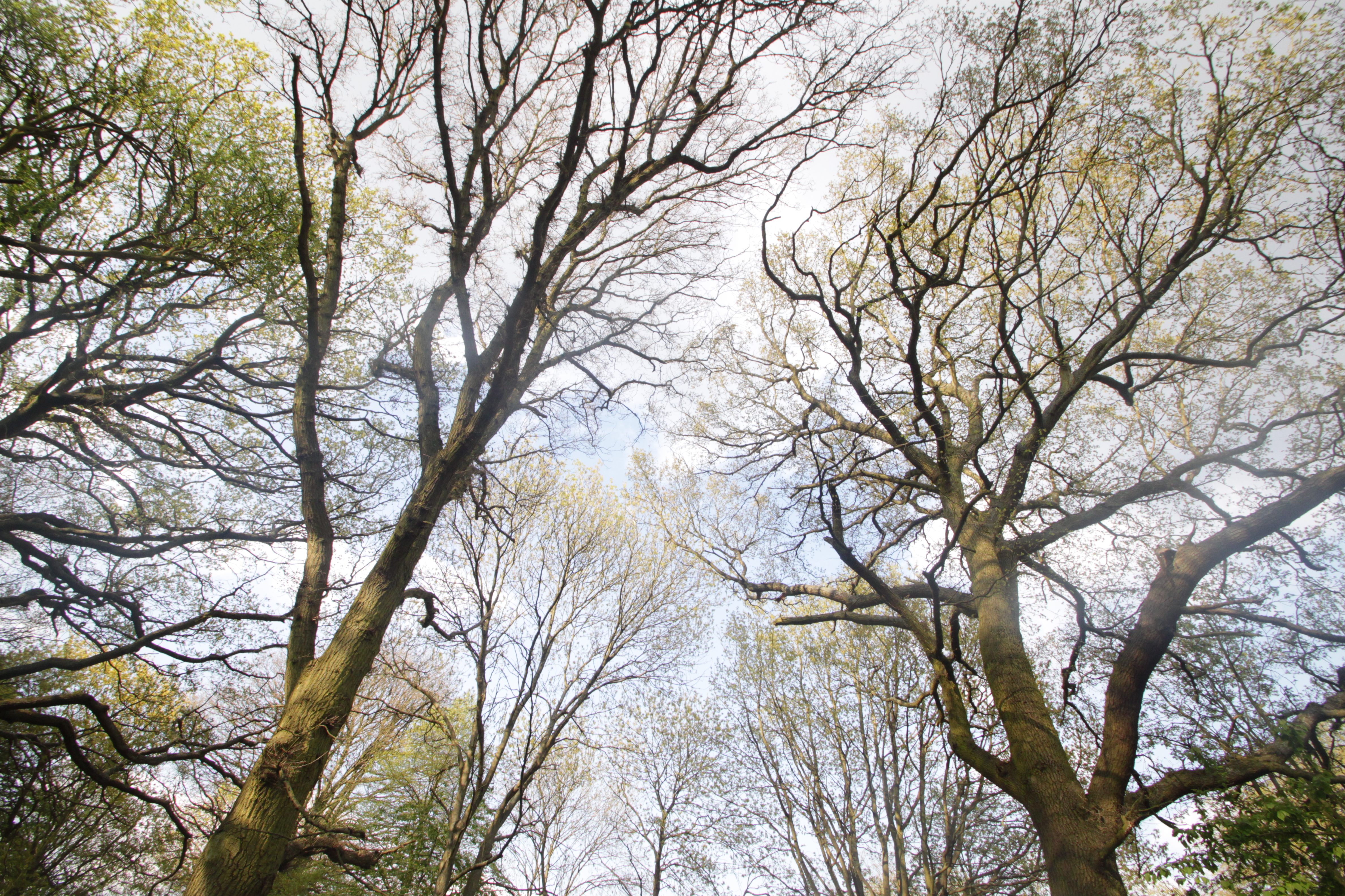 Trees, Hampstead Heath, London