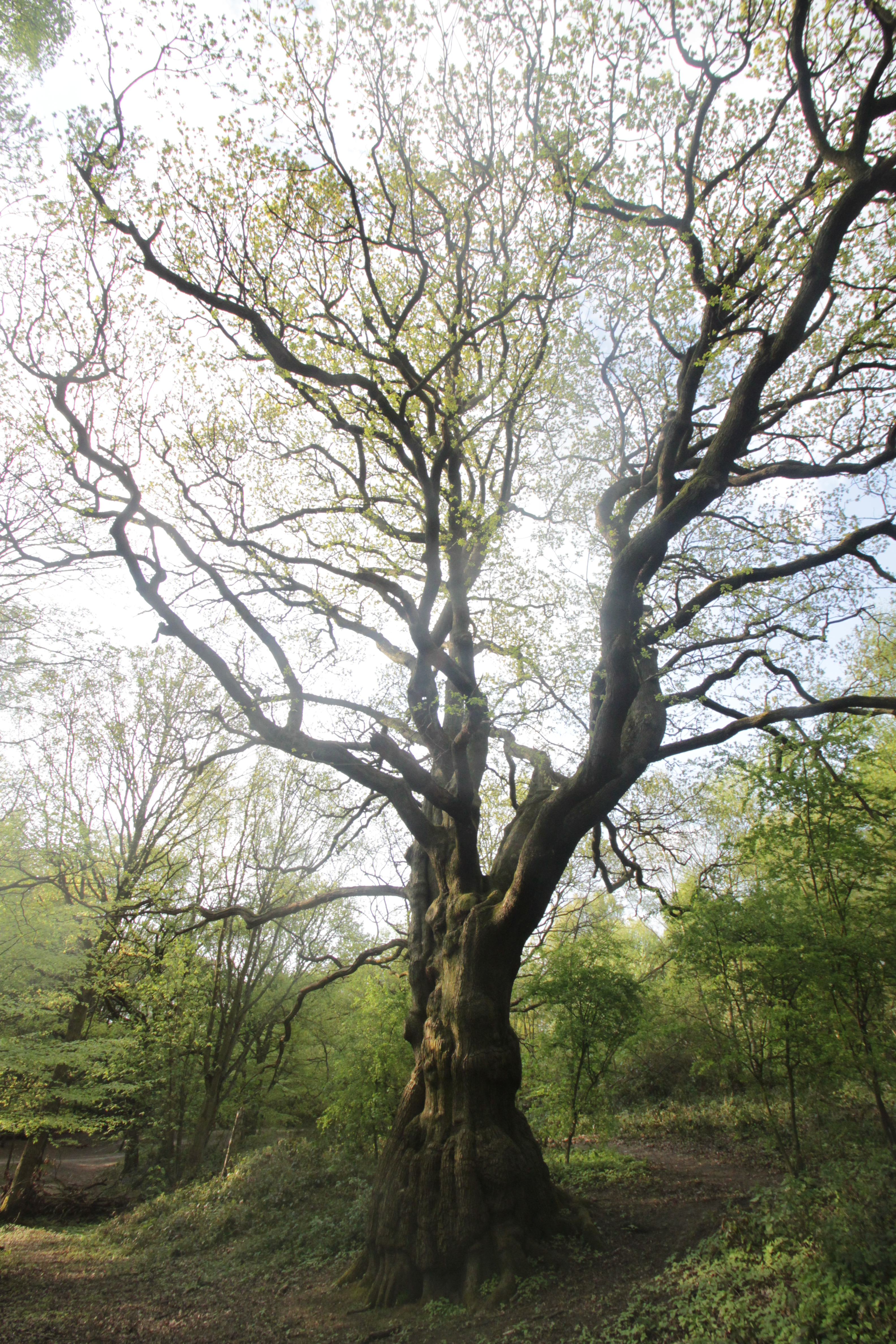 Trees, Hampstead Heath, London