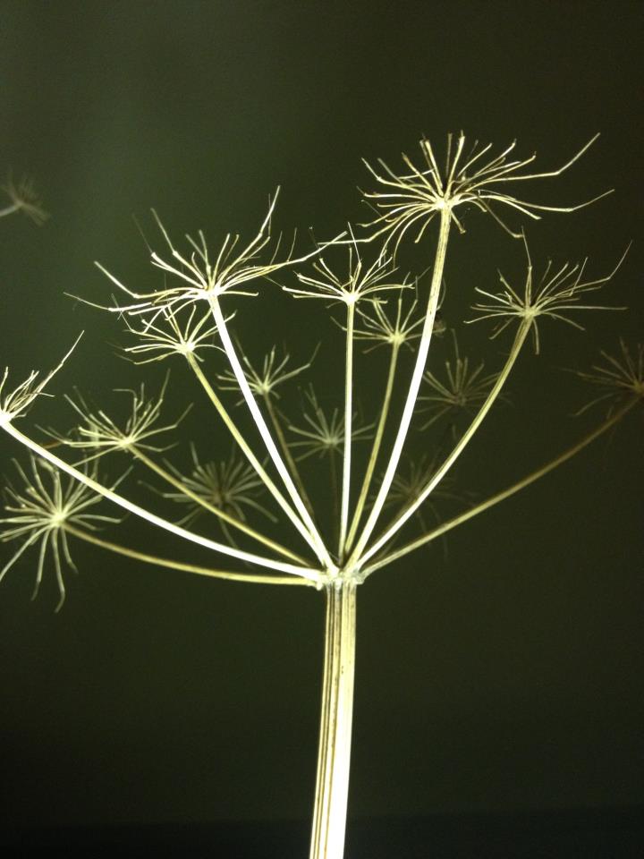 Wild plant collected in Wales